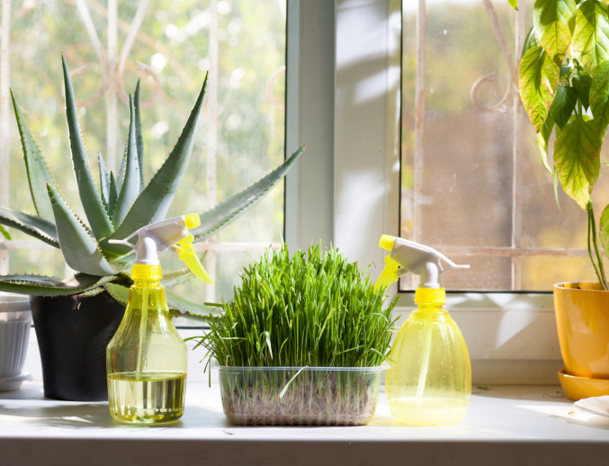 home plants and sprayer on the window