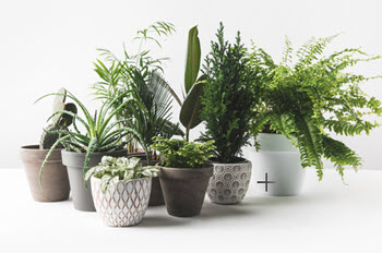 house plants and indoor air quality