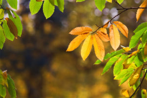 fall maintenance for homeowners