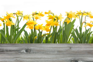 spring flowers in a home