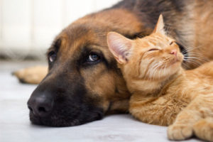 cat and dog and indoor air quality