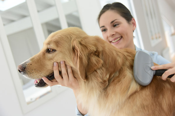 image of woman combing her dog to prevent poor indoor air quality