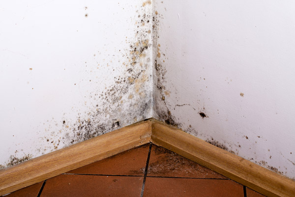 mold on wall due to high humidity and poor indoor air quality