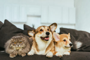 image of pets on couch depicting dander and indoor air quality