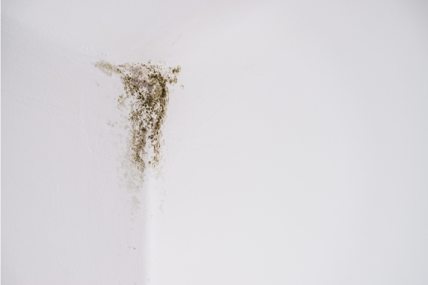 image of mildew growing on wall of a home