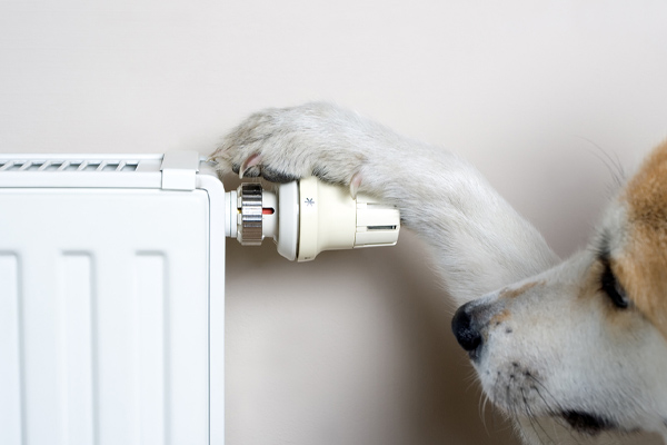 dog adjusting temperature of boiler