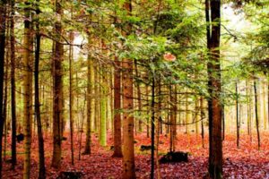 image of leaves falling off tree depicting end of summer ac tasks