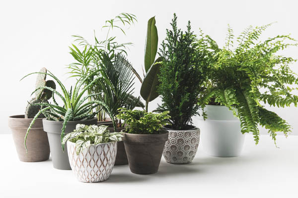 houseplants to improve indoor air quality